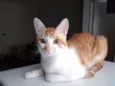 Lino e Chico