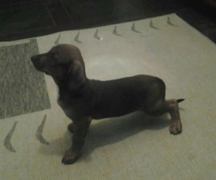 Cachorro ra a Salsicha com virata idade 2 a 6 meses nome Não tem nome
