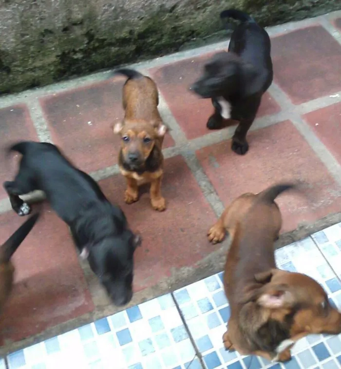 Cachorro ra a Salsicha com virata idade 2 a 6 meses nome Não tem nome