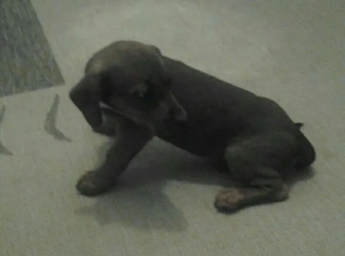 Cachorro ra a Salsicha com virata idade 2 a 6 meses nome Não tem nome