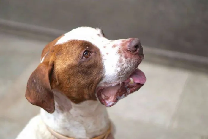 Cachorro ra a Pit-Bull idade 3 anos nome NERO