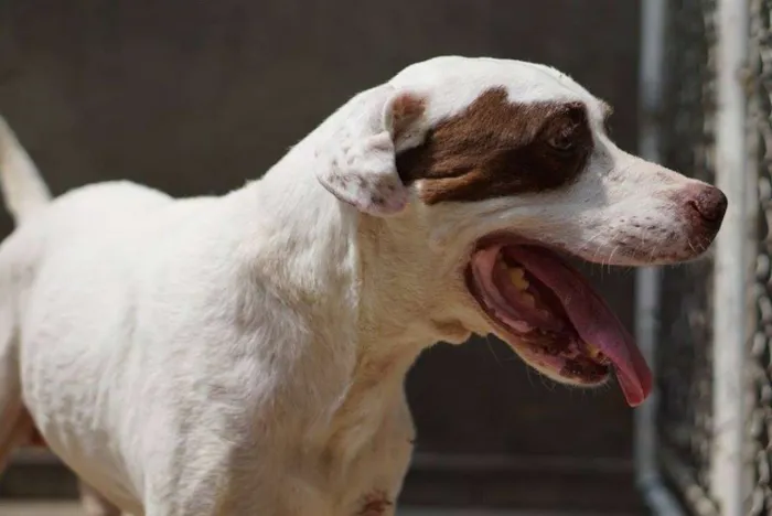 Cachorro ra a Pit-Bull idade 3 anos nome THOMAS