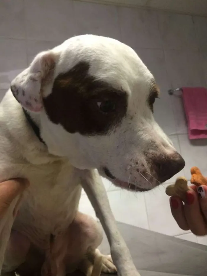 Cachorro ra a Pit-Bull idade 3 anos nome THOMAS