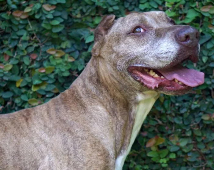 Cachorro ra a Pit-Bull idade 5 anos nome CAPITU
