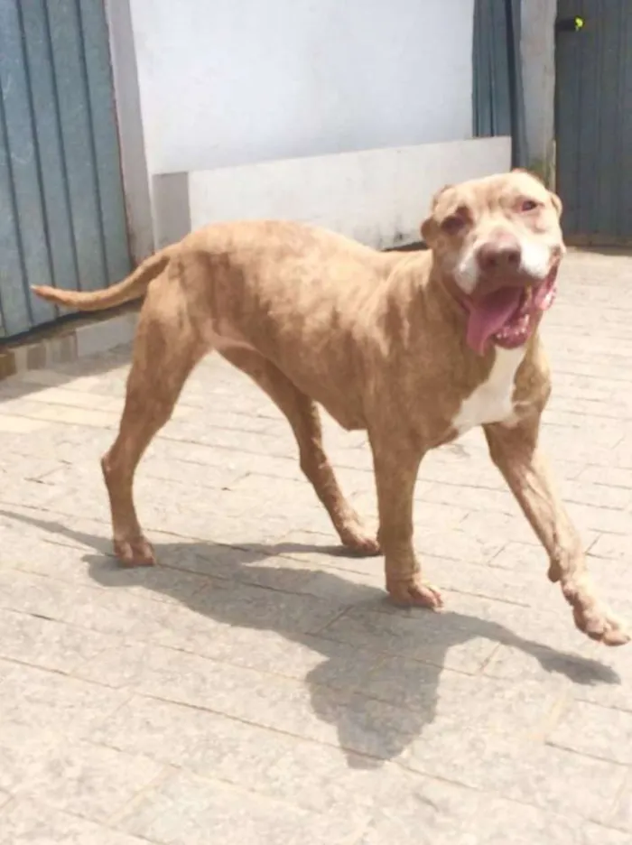 Cachorro ra a Pit-Bull idade 5 anos nome CAPITU