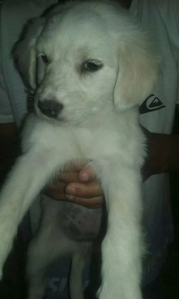 Cachorro ra a SRD idade Abaixo de 2 meses nome nao tem ainda