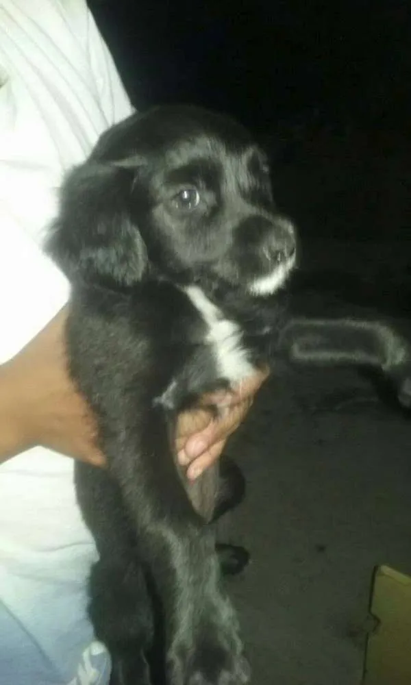 Cachorro ra a SRD idade Abaixo de 2 meses nome NAO TEM