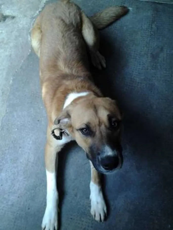 Cachorro ra a viralata idade 2 anos nome cometa