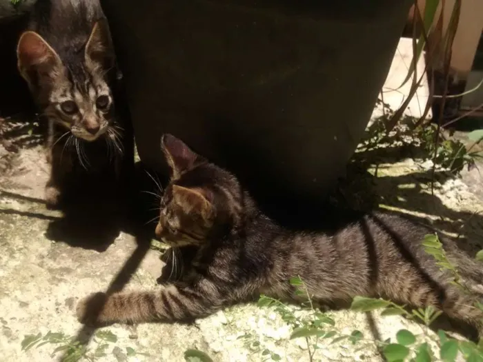 Gato raça SRD idade 2 a 6 meses nome Leo e Leona