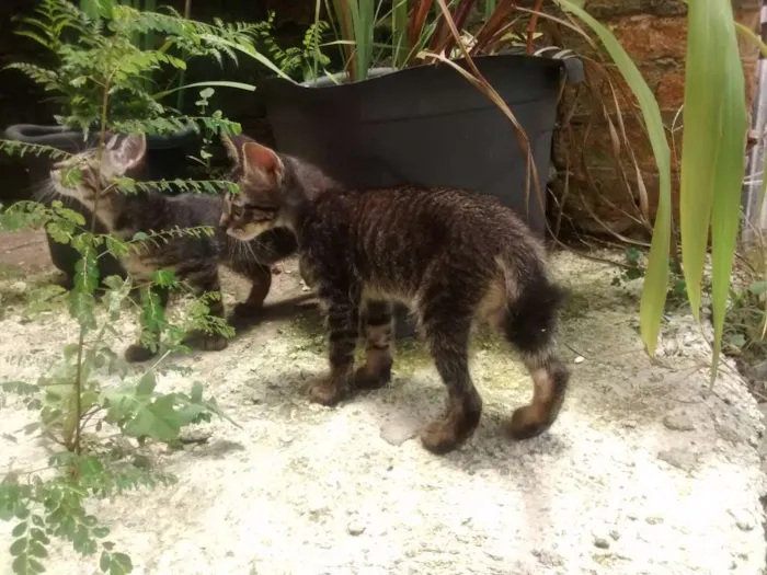 Gato raça SRD idade 2 a 6 meses nome Leo e Leona