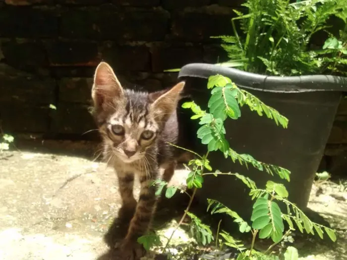 Gato raça SRD idade 2 a 6 meses nome Leo e Leona