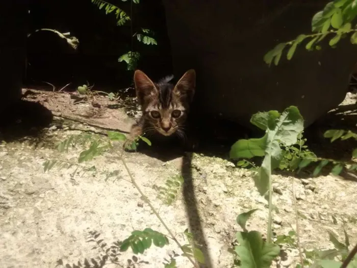 Gato raça SRD idade 2 a 6 meses nome Leo e Leona