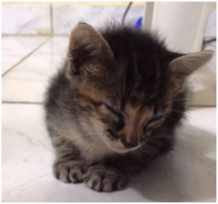 Gato ra a  idade Abaixo de 2 meses nome Marrie