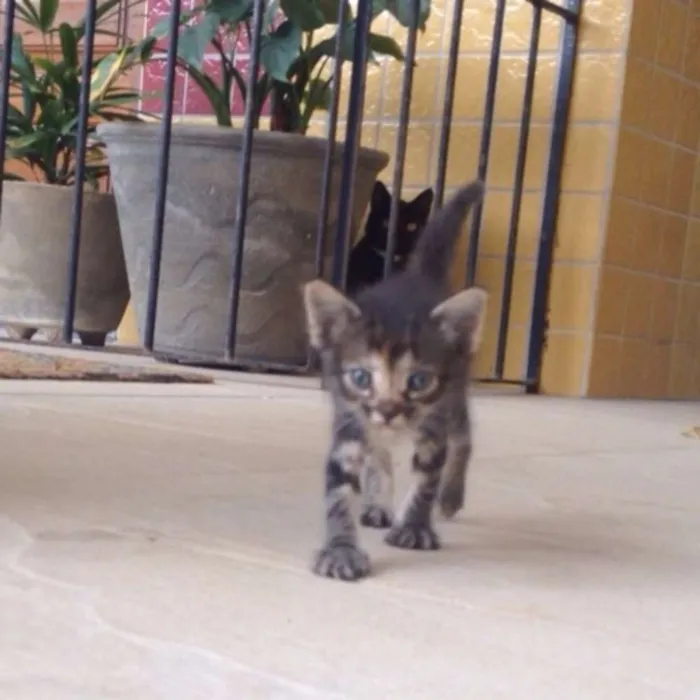 Gato ra a  idade Abaixo de 2 meses nome Marrie