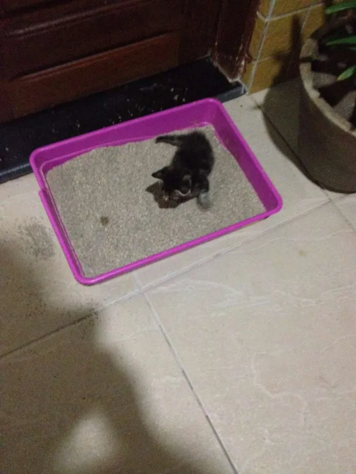Gato ra a  idade Abaixo de 2 meses nome Marrie