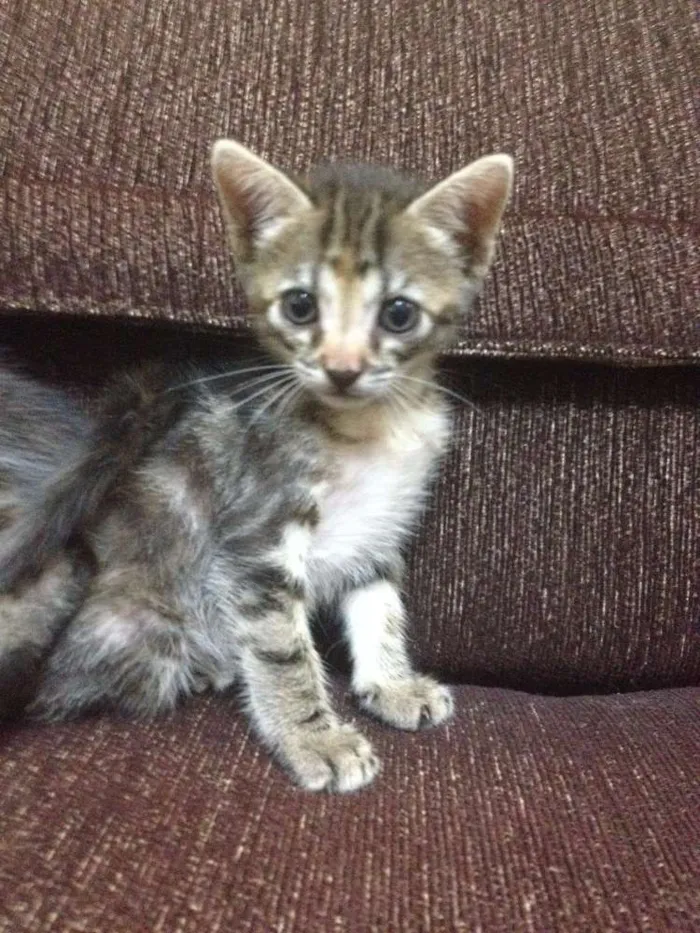 Gato ra a  idade Abaixo de 2 meses nome Marrie