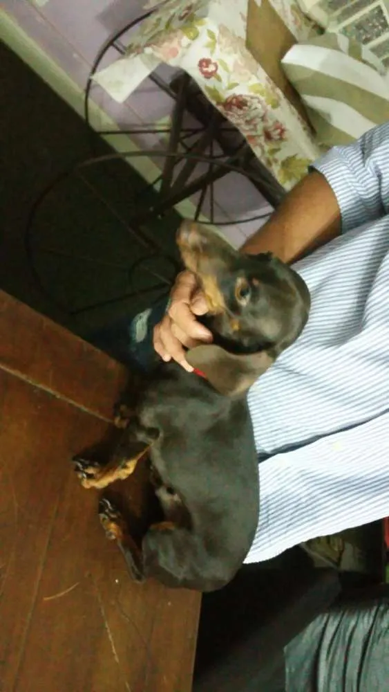 Cachorro ra a Basset - dashound idade 1 ano nome Bernardo