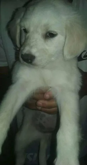 Cachorro raça SRD idade Abaixo de 2 meses nome nao tem ainda