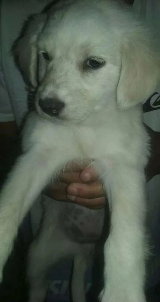 Cachorro ra a SRD idade Abaixo de 2 meses nome nao tem ainda