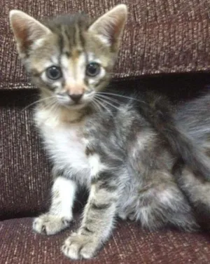 Gato raça  idade Abaixo de 2 meses nome Marrie