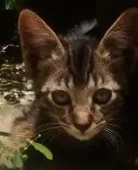 Gato raça SRD idade 2 a 6 meses nome Leo e Leona