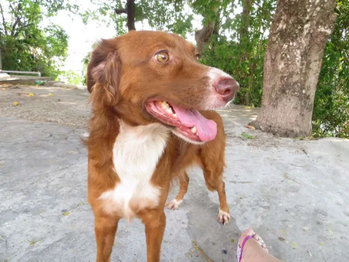 Cachorro raça SRD idade 2 anos nome Alice