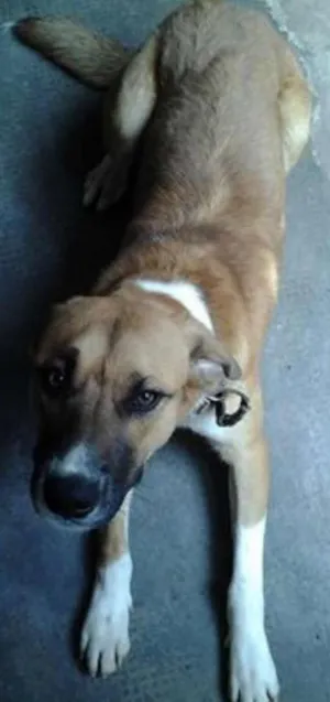 Cachorro raça viralata idade 2 anos nome cometa