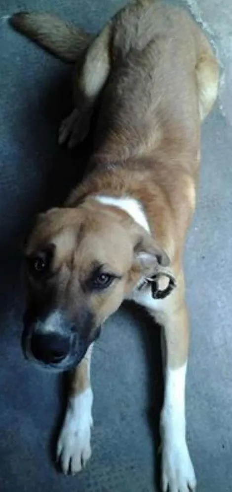 Cachorro ra a viralata idade 2 anos nome cometa
