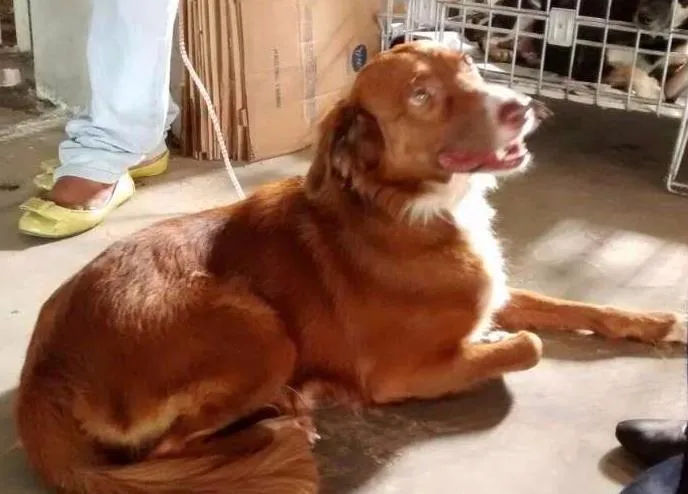 Cachorro raça SRD idade 2 anos nome Alice