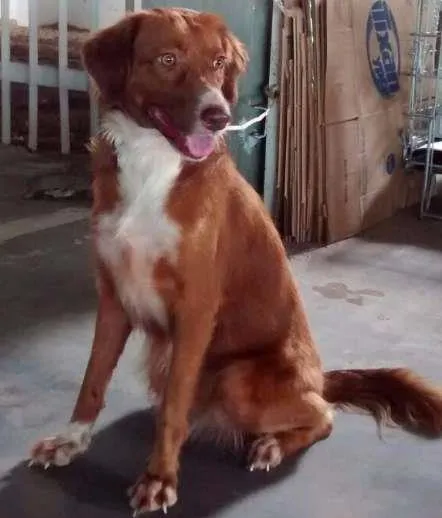 Cachorro raça SRD idade 2 anos nome Alice