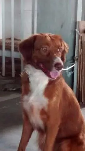 Cachorro raça SRD idade 2 anos nome Alice