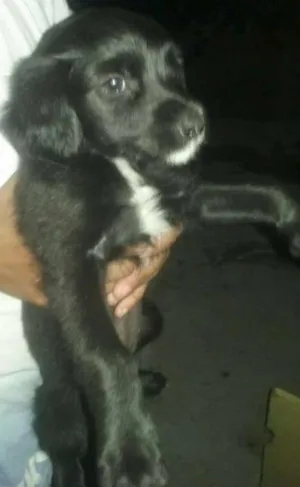 Cachorro raça SRD idade Abaixo de 2 meses nome NAO TEM