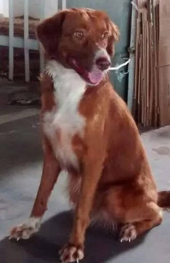 Cachorro raça SRD idade 2 anos nome Alice