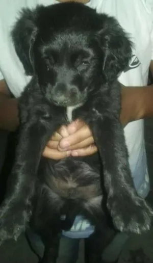 Cachorro raça SRD idade Abaixo de 2 meses nome NAO TEM AINDA