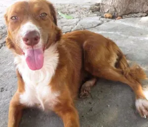 Cachorro raça SRD idade 2 anos nome Alice