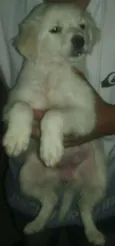 NAO TEM AINDA