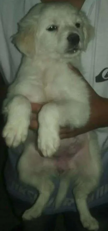 Cachorro ra a SRD idade Abaixo de 2 meses nome NAO TEM AINDA