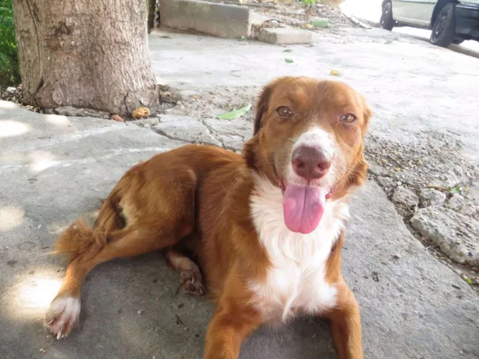 Cachorro raça SRD idade 2 anos nome Alice