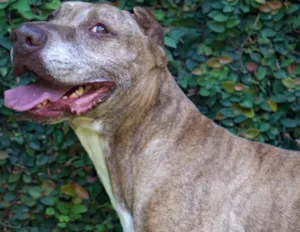 Cachorro raça Pit-Bull idade 5 anos nome CAPITU