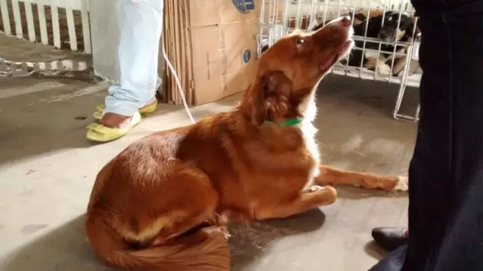 Cachorro raça SRD idade 2 anos nome Alice