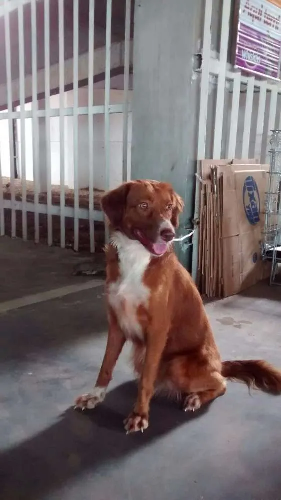 Cachorro raça SRD idade 2 anos nome Alice