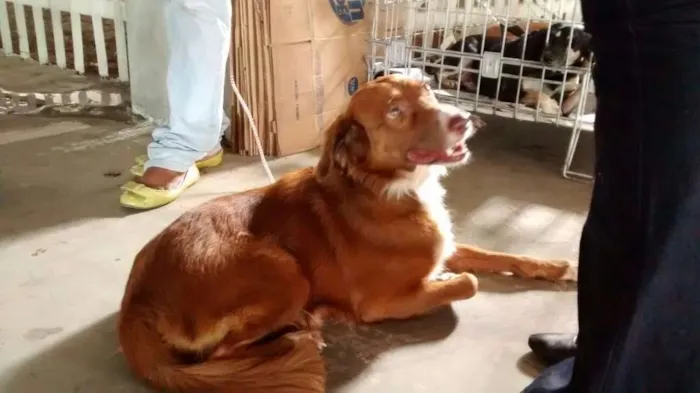 Cachorro raça SRD idade 2 anos nome Alice