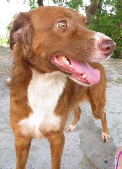 Cachorro raça SRD idade 2 anos nome Alice