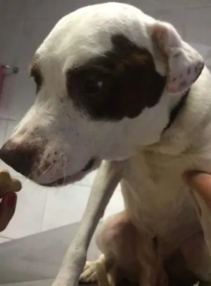 Cachorro raça Pit-Bull idade 3 anos nome THOMAS