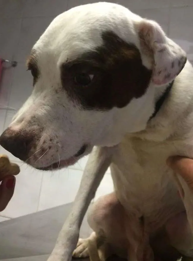 Cachorro ra a Pit-Bull idade 3 anos nome THOMAS