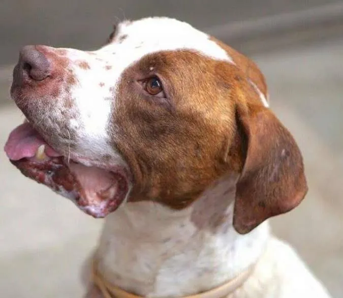 Cachorro ra a Pit-Bull idade 3 anos nome NERO