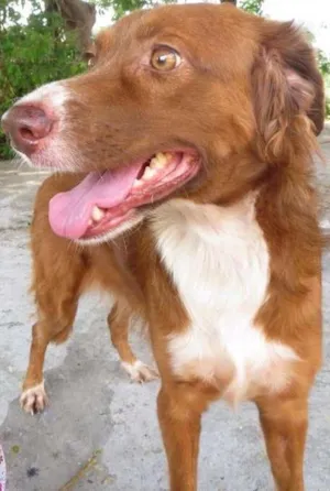 Cachorro raça SRD idade 2 anos nome Alice