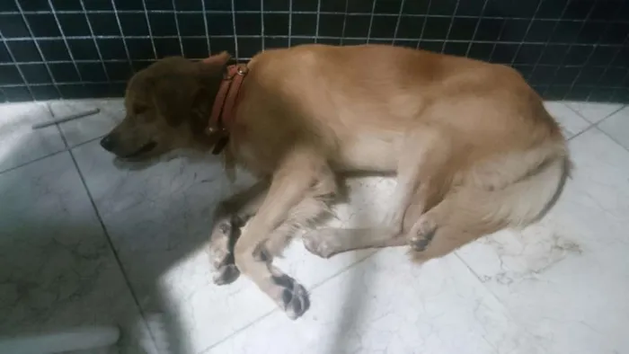 Cachorro raça Desconhecido  idade 3 anos nome Desconhecido 