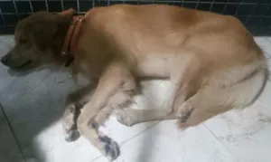 Cachorro raça Desconhecido  idade 3 anos nome Desconhecido 
