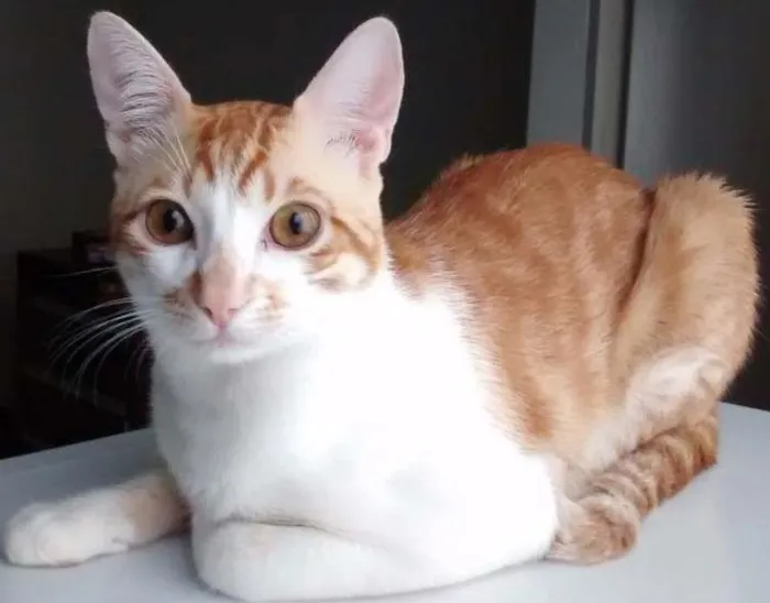 Gato ra a desconhecida idade 7 a 11 meses nome Lino e Chico